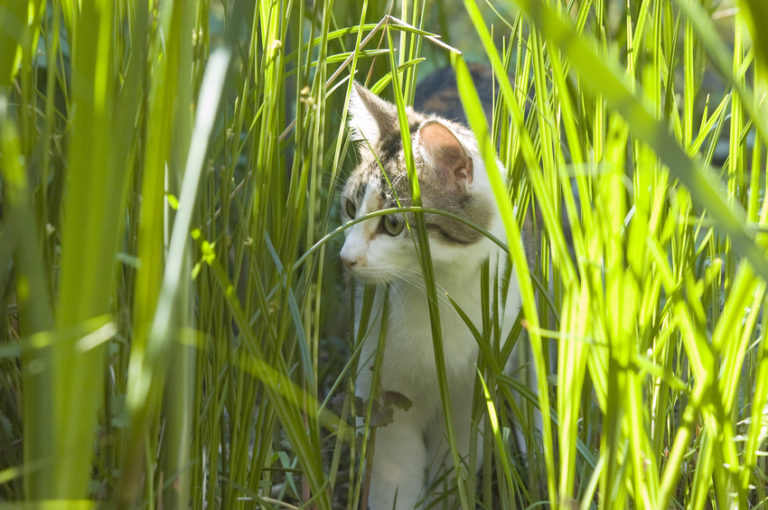 Antizeckenmittel für Katzen